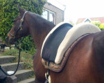 Barebackpad Support in kleurencombi 